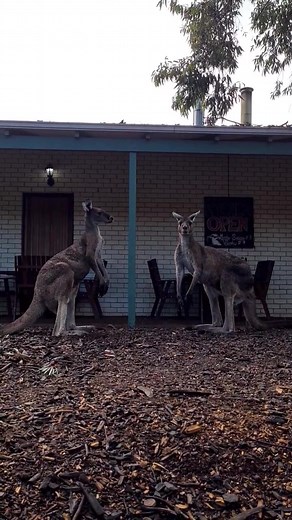 Problem solving at the pub. Never miss your round #barlife #kangaroo #straya #wildlife #yourround