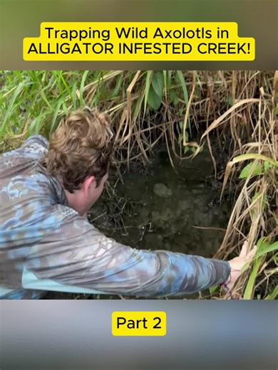 Trapping Wild Axolotls in ALLIGATOR INFESTED CREEK! - p2