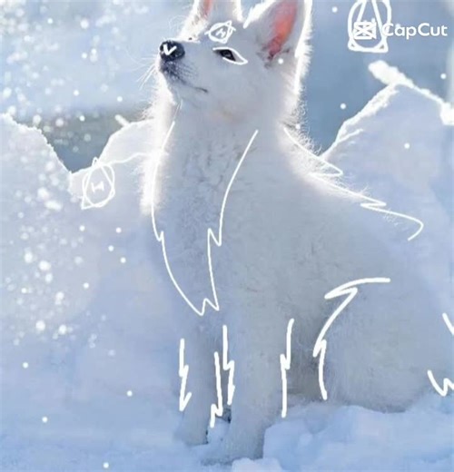 Artic Fox Therian Edits: A Unique POV