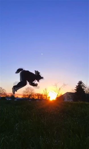 #jump #quadrobics #otherpaw #quadsjump