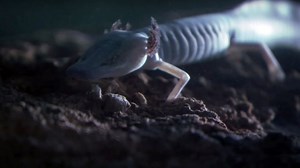 Troglobites: Strange Cave Specialists