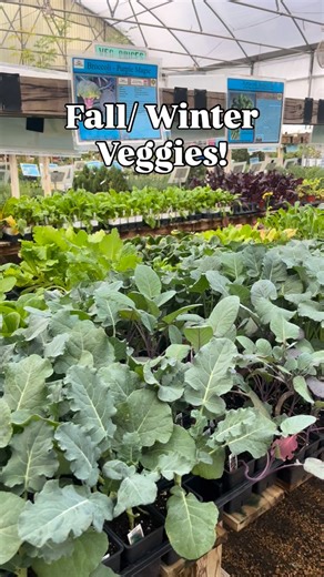 Fall/Winter Veggies are available at both locations📍 Look for Spinach, Broccoli, Shallots, Garlic, Kale, Lettuce, Carrots, & more to start your vegetable garden! 🥦🥕 | Rainbow Gardens