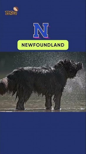 ABC Dogs Song | Real Animals Song | #learn #dog #animals #english #alphabets #abcd #kids