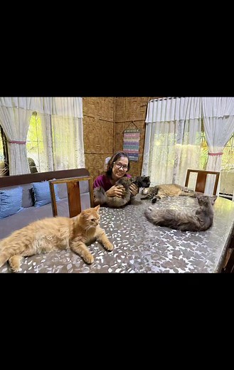 Beautiful, lovely, meek & kind cats here kagaya ng may ari Dra. Socorro DeGracia Maayong pagka training...So blessed ang mga Cats na ito✨❤️🙏 Kurama Ming naay gwapa na girl dre🙂 | Alma Ipanag
