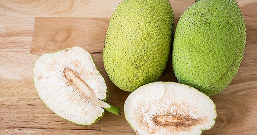 Tout savoir sur le fruit à pain