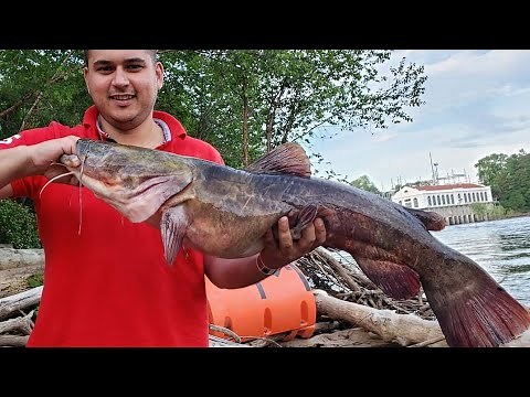 Wisconsin River Dells Dam Catfishing Catch and Cook