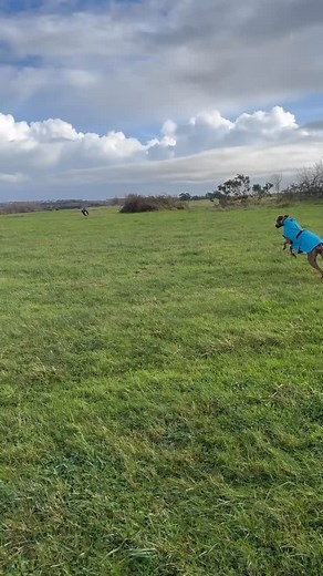 #azawakh | Ishcus Maine Coons