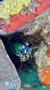 21K views · 495 reactions | Watch out! This little guy may look...