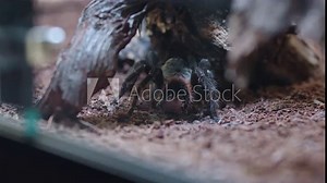 Ugly hairy tarantula turns around with its insect prey in mouth