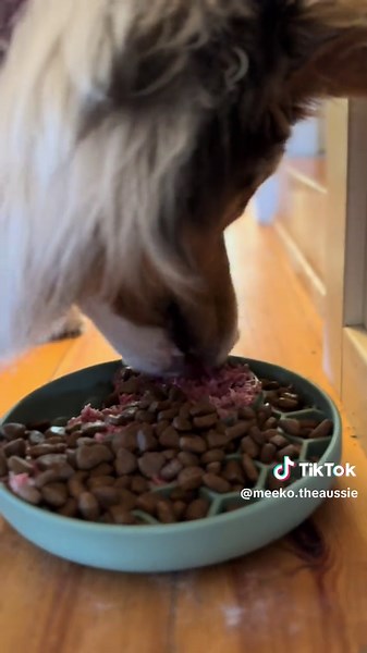 What i feed my dog🐶 #australianshepherd #aussie