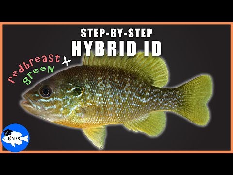 Hybrid Identification Walk-Through : Redbreast Sunfish x Green Sunfish