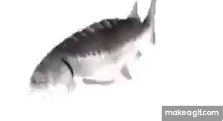 SPINNING FISH 10 HOURS on Make a GIF