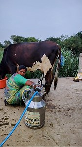 80K views · 7.2K reactions | Milk machine..! . . . . SNR AGRO INDUSTRIES SHADNAGAR, Hyderabad Different types of milking machine's are there.. Any information contact... 9703801488 ..... 9951232346 . . . . #viral #reels #trendingreels #shorts #dairy #sureshagritalks #agriculture #cows #buffalow #milk #machine #quality #market #sʜᴀᴅɴᴀɢᴀʀ #snr #viralreels #farm #farmer . . @suresh_agri_talks | Suresh Agri Talks | Facebook