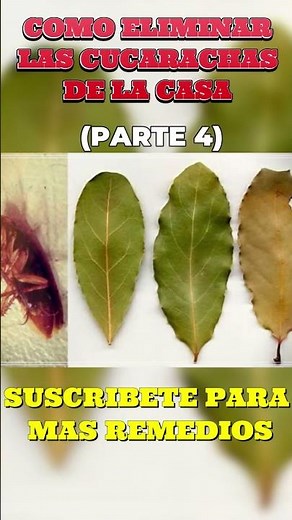 Cómo Eliminar las Cucarachas de la Casa para Siempre 🐜 Remedios Naturales que Sí Funcionan - Parte 4