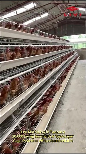 Tanzania Poultry Farm | 20000 Layers Farm With A Type Chicken Cage System