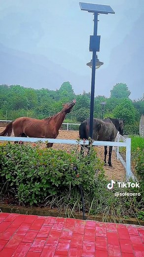 Understanding Mare Behavior in Horses