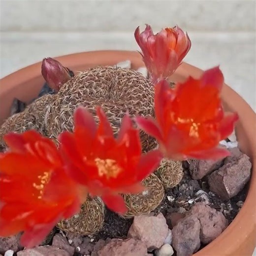rebutia heliosa condorensis. pura magia floral