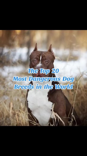 Top 20 Most Dangerous Dog Breeds in the World