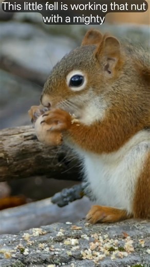 PeacefulEarthVibes7#nature #wildlife #forest #animals #ocean #relax #peaceful #shorts #youtubeshorts