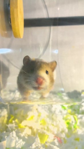 Hamster Syrian care: calming a startled hamster