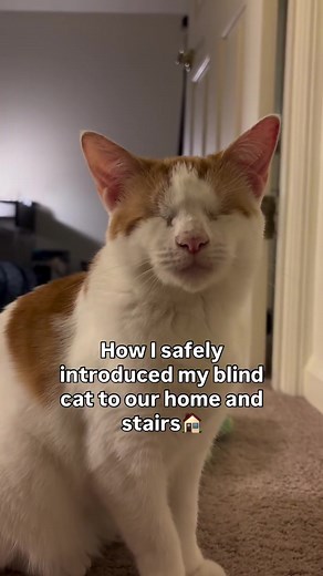 Caring for a Blind Cat: Tilly's Journey Home