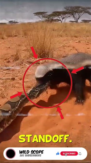 Honey Badger vs Python 🐍⚡ Wild Clash #Shorts