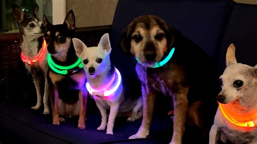 Woman throws rave parties for her senior dogs