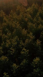 Prayer for Calm 🙏🏼 Colossians 3:15 🙏🏼 Come, Thou Long Expected Jesus hymn | Prayer Pray - Relaxing Music