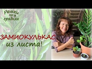 ЗАМИОКУЛЬКАС (долларовое дерево) размножение черенком и листом