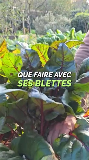 Que faire avec ses blettes ? 🤔 | Le potager d'Olivier