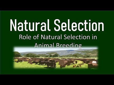 Natural Selection | Role of Natural Selection in Animal Breeding