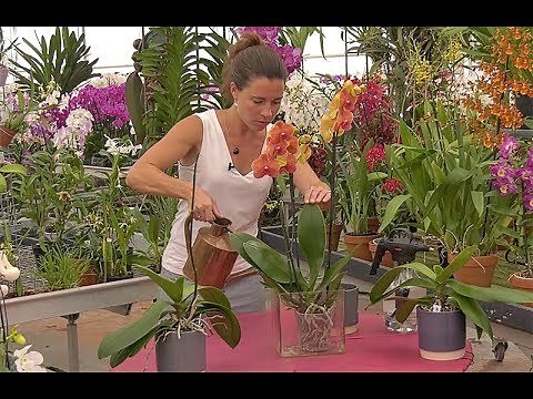 COMMENT BIEN ARROSER UNE ORCHIDÉE (Phalaenopsis)