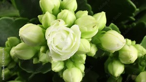 Spring flowers opening. Beautiful Spring blossom open timelapse, extreme close up. Time lapse of Easter fresh pink blossoming closeup. Blooming backdrop on black 4K UHD video