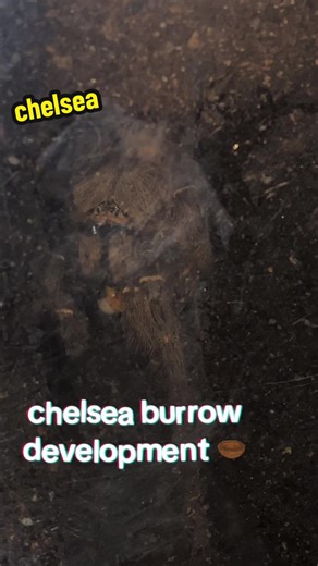 Burrow Development for Tarantulas: A Marvelous Creation