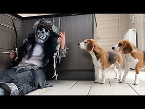 Hilarious Beagle Dogs: Funniest Moments Compilation!