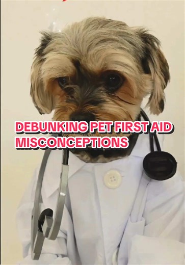 Pet first aid myths can put dogs & cats at risk. Not all first aid advice is safe for dogs & cats. Which one have you heard? Save and share this video. #thepetmedic #petfirstaid #peteducation #factsvsfiction #misconceptions Pet first aid myths Pet first aid misconceptions Pet first aid