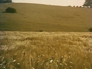 'The Adventures of Black Beauty' premiered on 17th September 1972. 51 years ago today. 2 series were produced by LWT for the ITV network. The theme music was 'Galloping Home' by Denis King. | TVARK