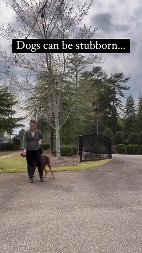 “My Dog is so stubborn”. Boy, have I heard that one a lot!Here are some definitions of stubborn:-difficult to handle, manage or treat-determined to do what he/she wants and refuses to do anything else and my personal favorite:“Having or showing dogged determination not to change one’s attitude or position on something, especially in spite of good arguments or reasons to do so.”I mean….it seems pretty accurate when we’re dealing with a dog that does not listen to us BUT….…we can’t really call a d