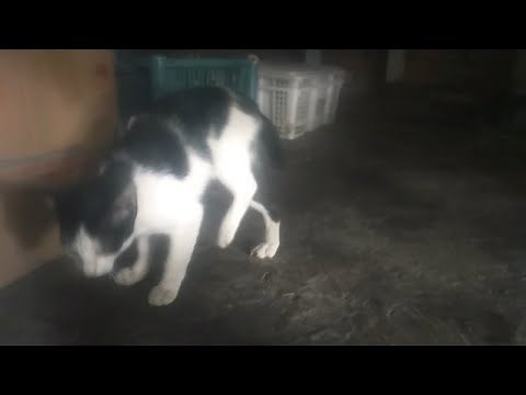 Kitten crushed by car