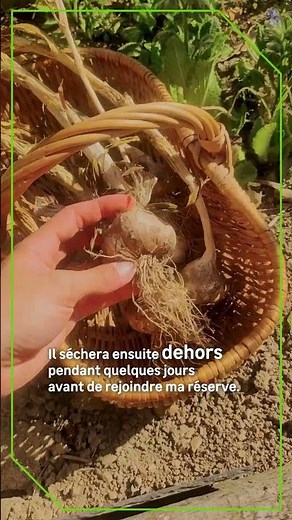Maintaining your garden in summer: what to do in August? | Essential actions | Leroy Merlin