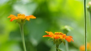 Butterfly Eating Pollen Flower Stock Footage Video (100% Royalty-free) 6146549 | Shutterstock