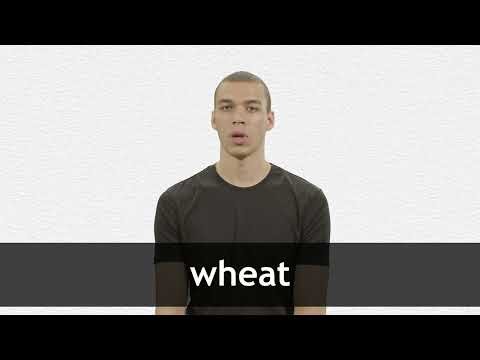 How to pronounce WHEAT in American English