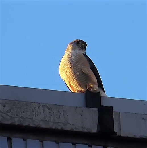 ツミ男子調布地区ショート 2026年6月5日 #タカ ＃ツミ #野鳥 #birds #wildlife #nature #自然観察ぶらり散歩