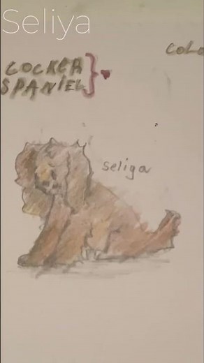 Drawing a cocker spaniel 🐾🐶 #dog #drawing #cute