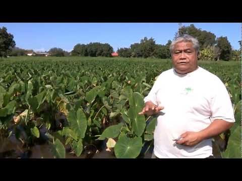 Jerry Konanui on Kalo, Biodiversity, Ancient Wisdom, and Modern Science