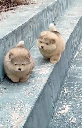 みんな大好きアラスカん犬特集