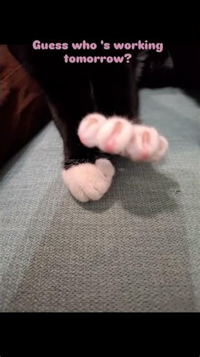 Guess who's working tomorrow?#cats #funnymemes #work #funnyvideos #funnyreels