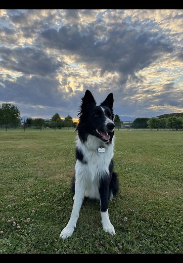 Border Collie: The Perfect Companion for Every Family