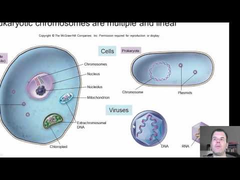 Chapter 9 part 1 - Replication and Protein Synthesis