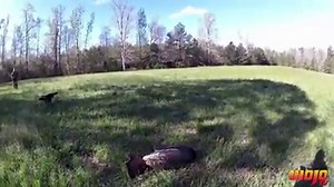 20K views · 78 reactions | ((PURE ADRENALINE)) Jake Fletcher bringing a boss gobbler with the MOJO Scoot-n Shoot method of turkey hunting. | Mojo TV | Facebook